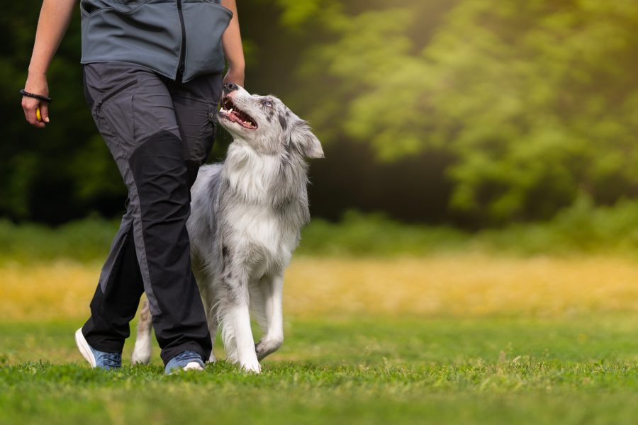 Marbled border collie learns to walk next to its owner during dog training on a green field in summer. Heelwork with border collie. Dog training concept