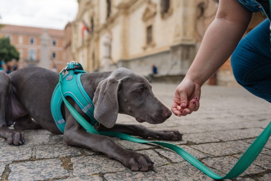 Weimaraner puppy wearing a harness and lying down on cobblestone pavement, looking at owner offering treat